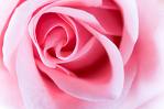 000-pink_rose.jpg
